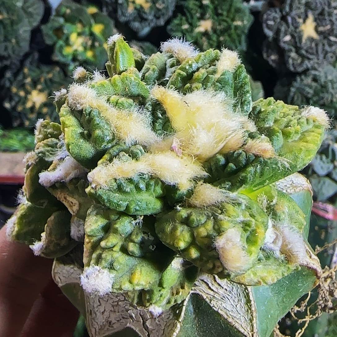 龟甲牡丹锦的568