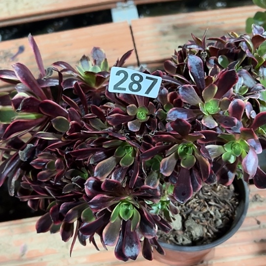 合***梅多肉植物一个欧嘉莉287