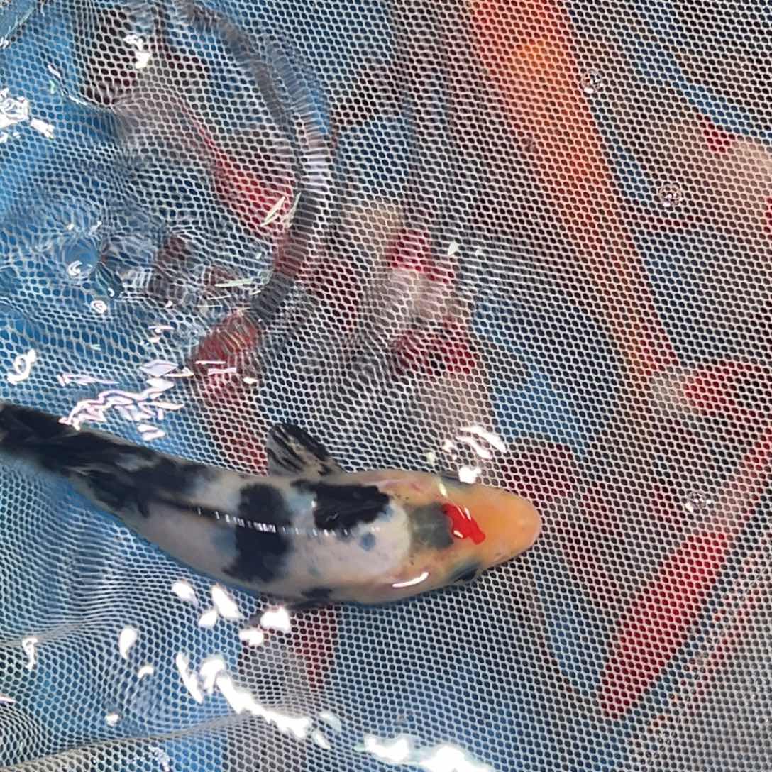 锦鲤锦鲤观赏鱼1111