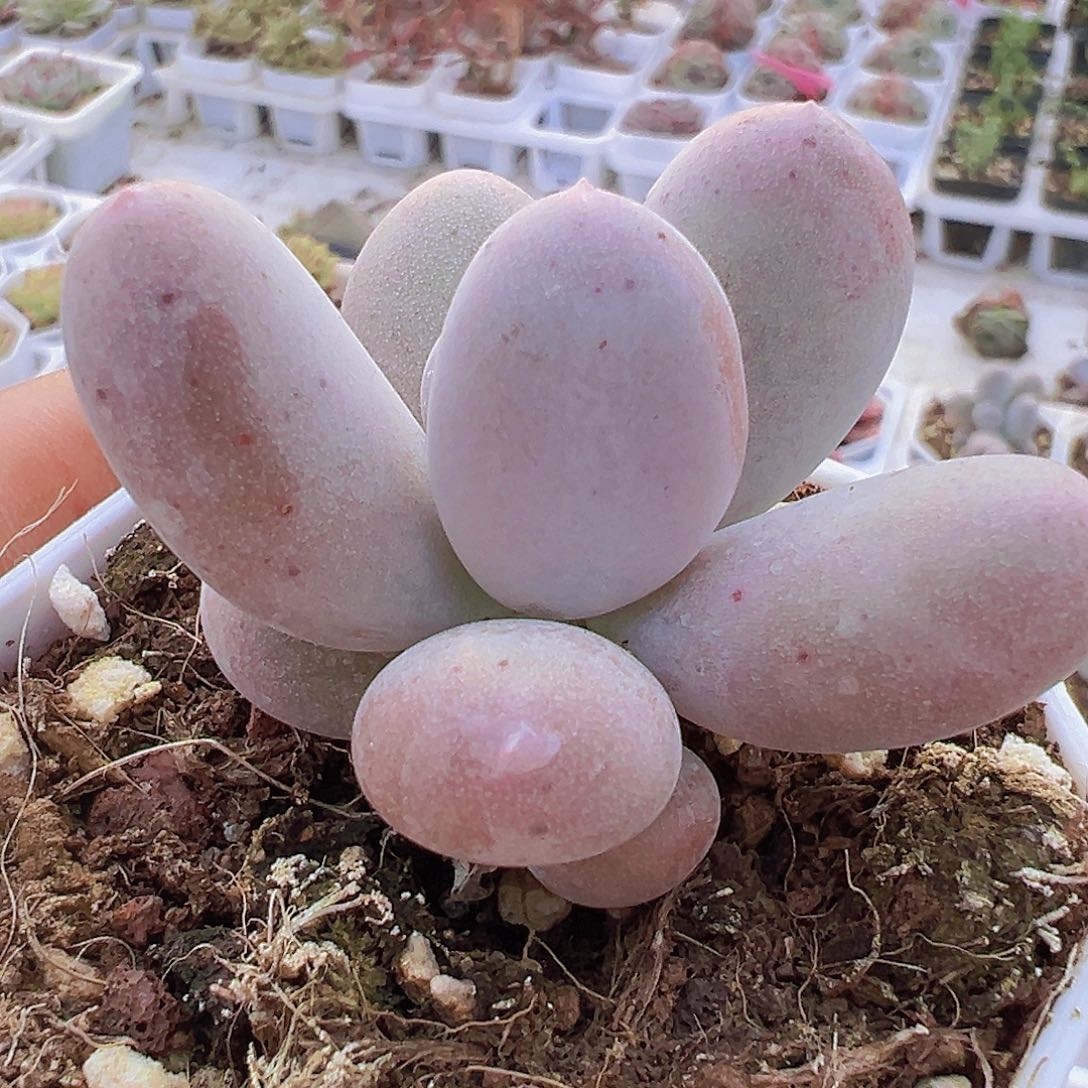 米可奶19包邮多肉植物