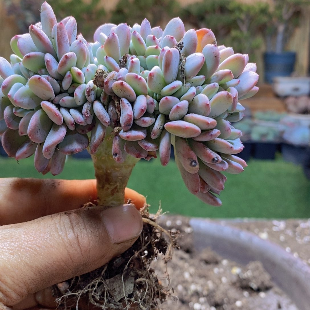 ?****yF54号玛瑙缀多肉