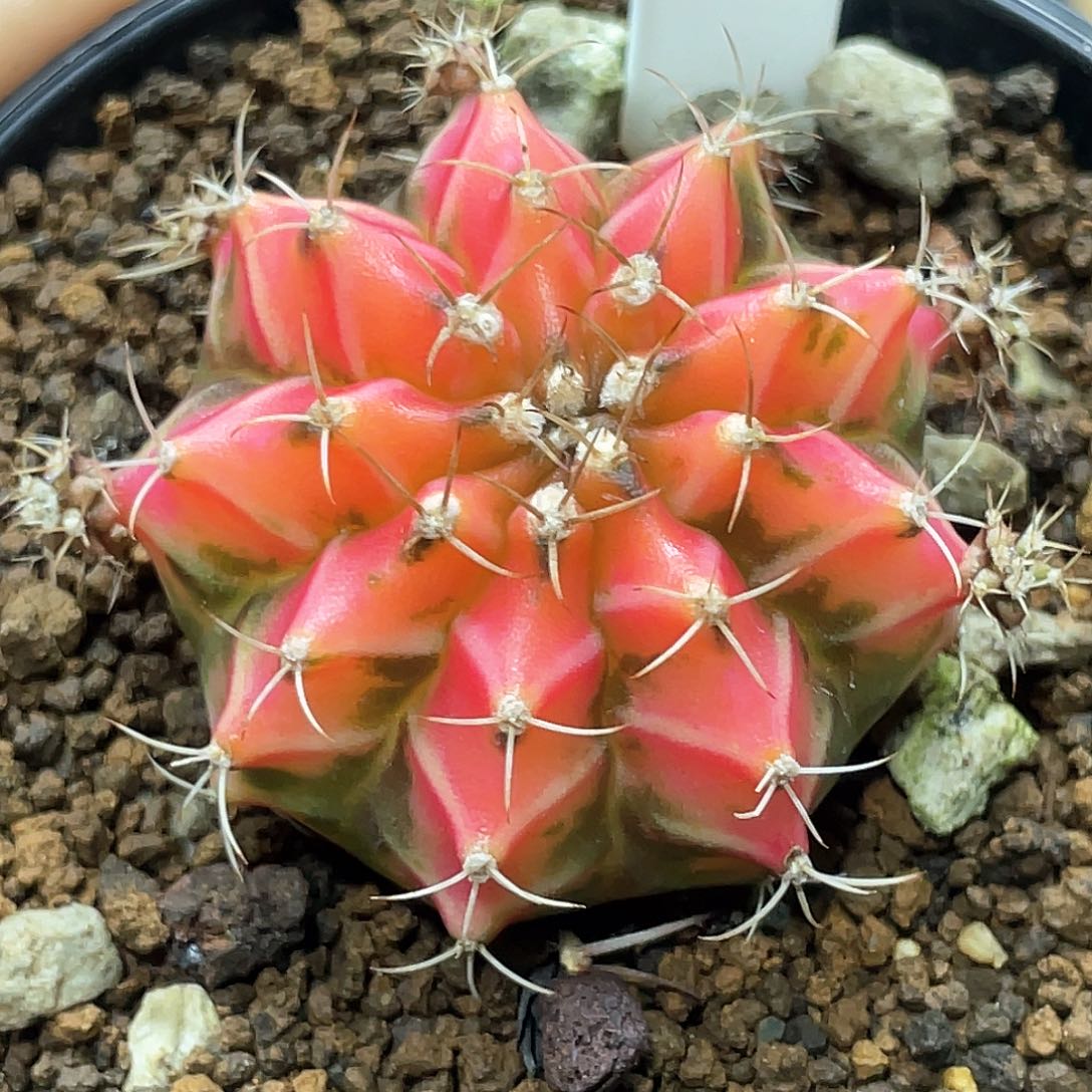 泰系名品侧，水蜜桃