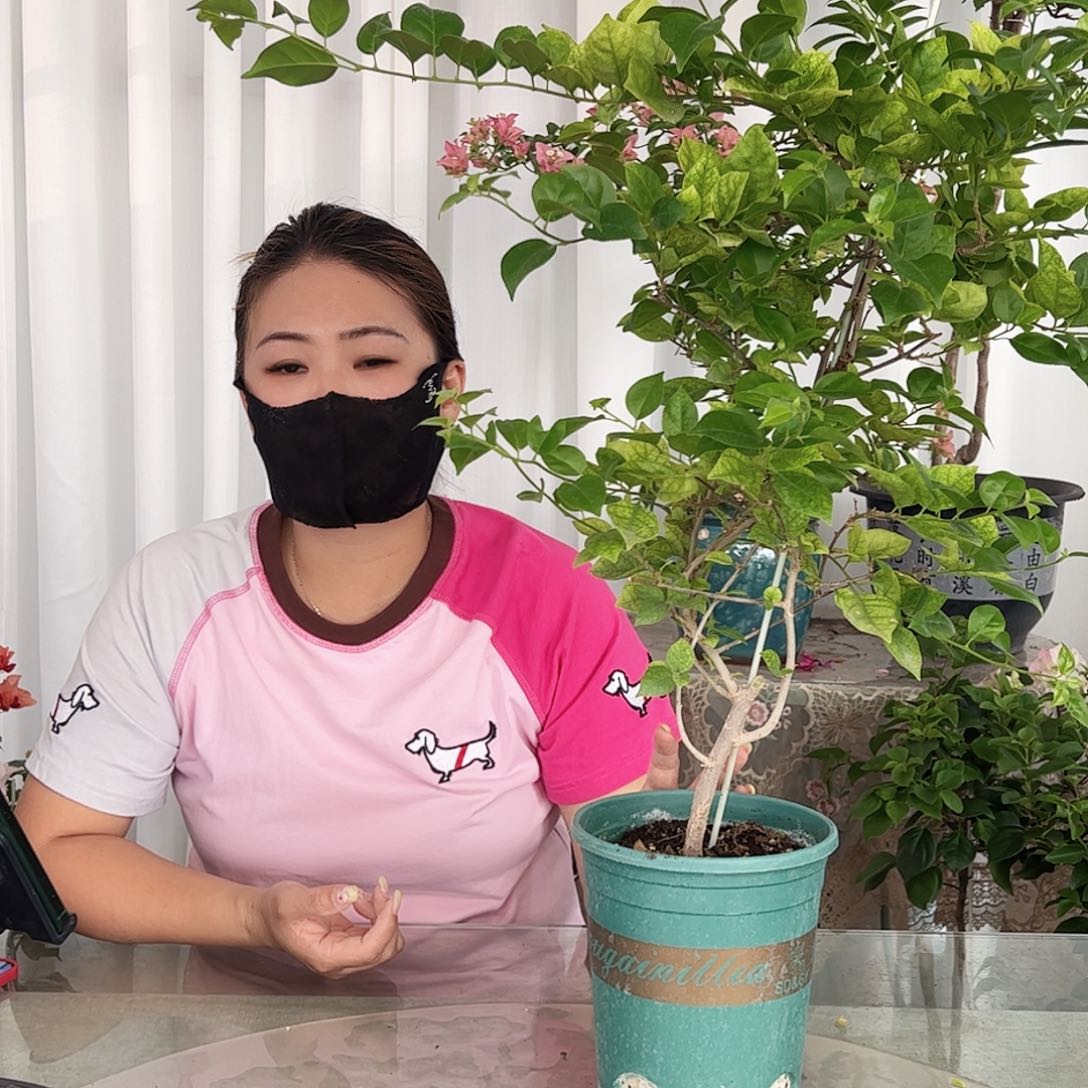 当前无花栽培后可以开花米罗一颗