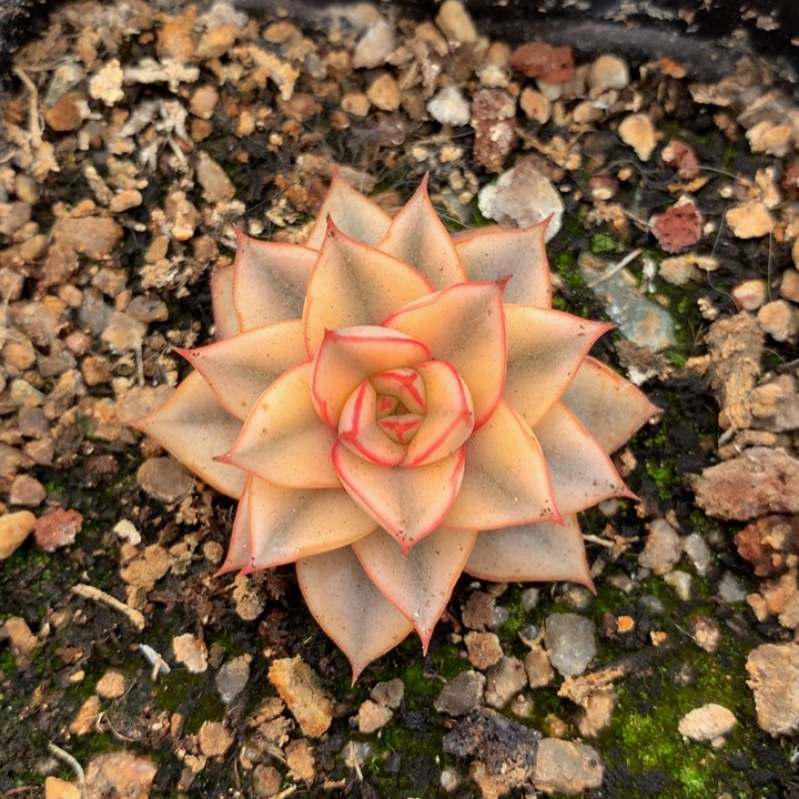 ?****～麒麟座锦锦上园艺一物一拍