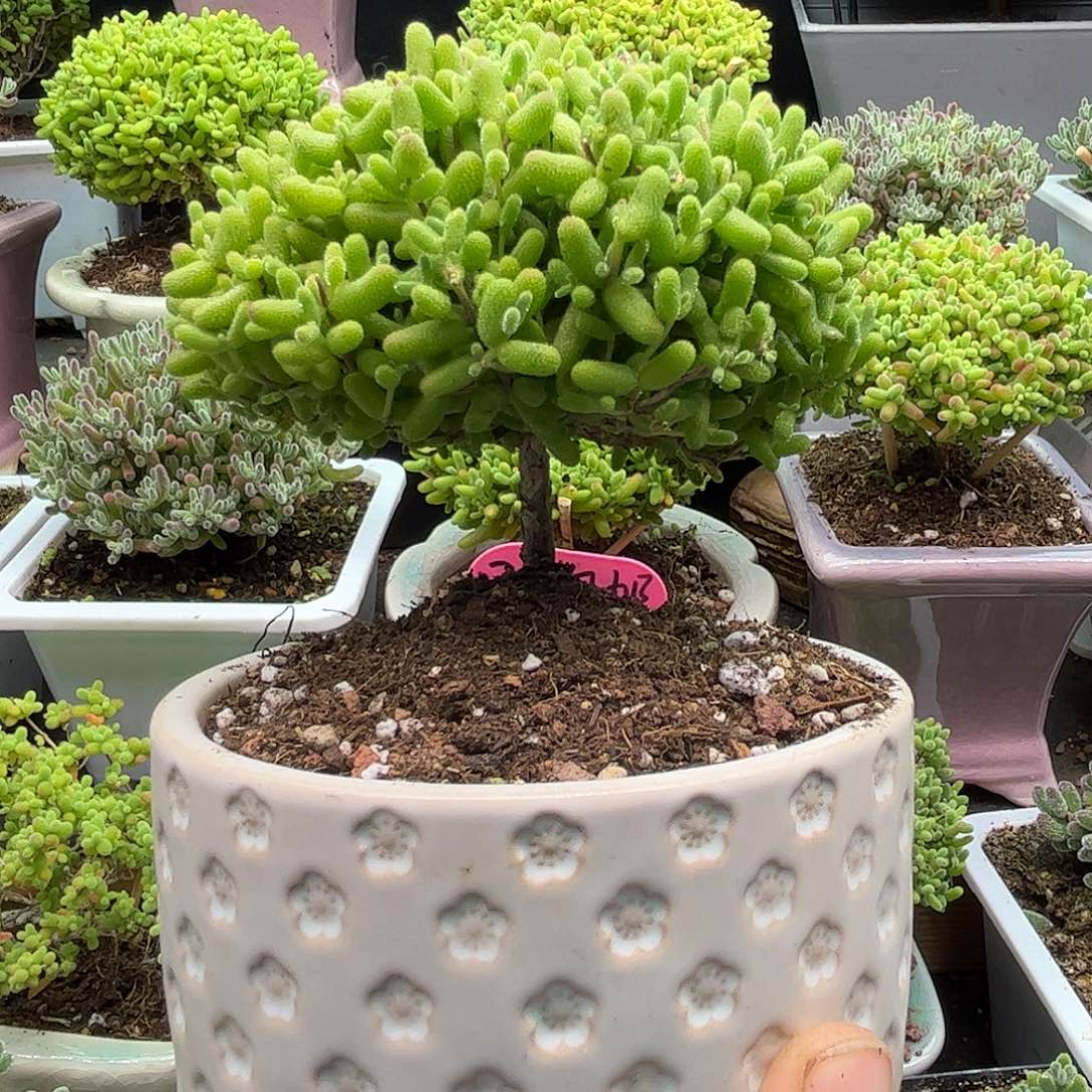 金桔枝干番杏优秀