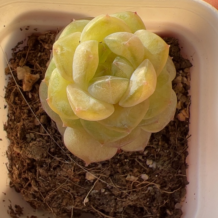 秋白，一物一拍，精品多肉，尺寸不大介意勿拍