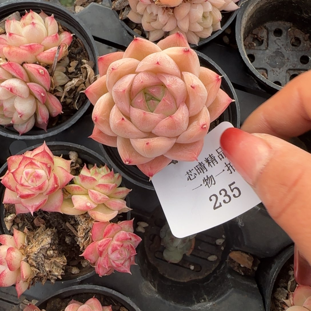 闪购精品多肉235号