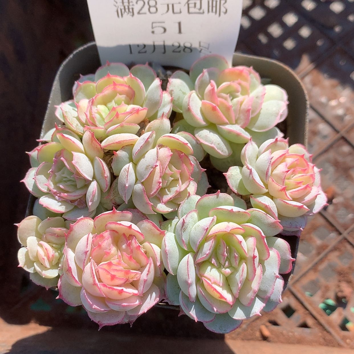 【闪购商品】云51号水晶扇贝