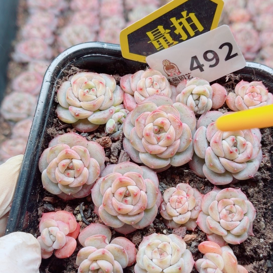 多肉植物多肉植物