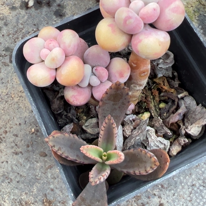 桃蛋多肉植物18多肉植物