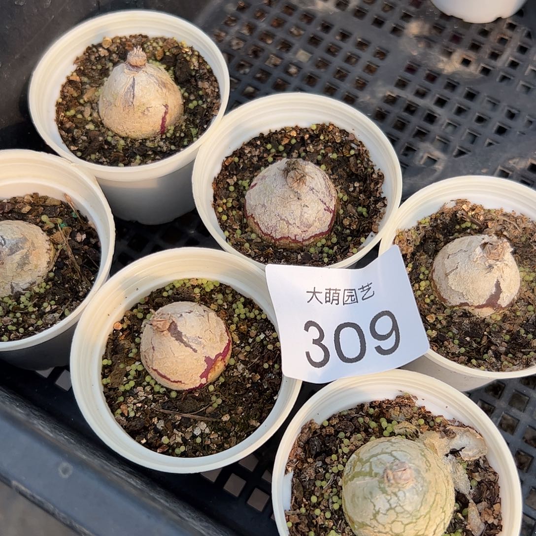 量拍以下3颗灯泡带盆土发。309