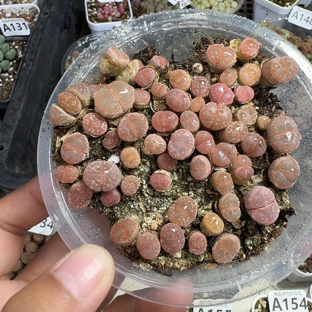 157多肉植物多肉植物