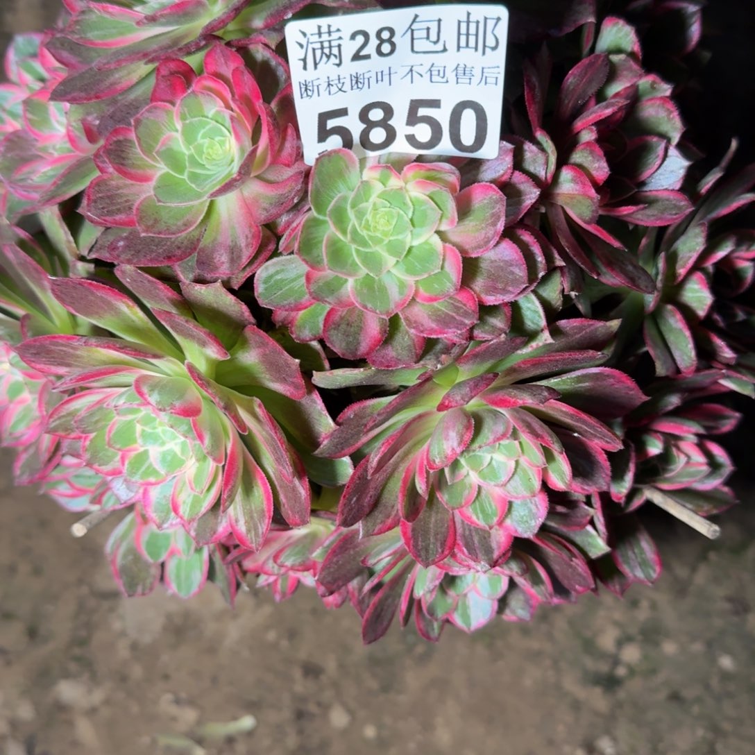 5850万花筒多肉植物提取