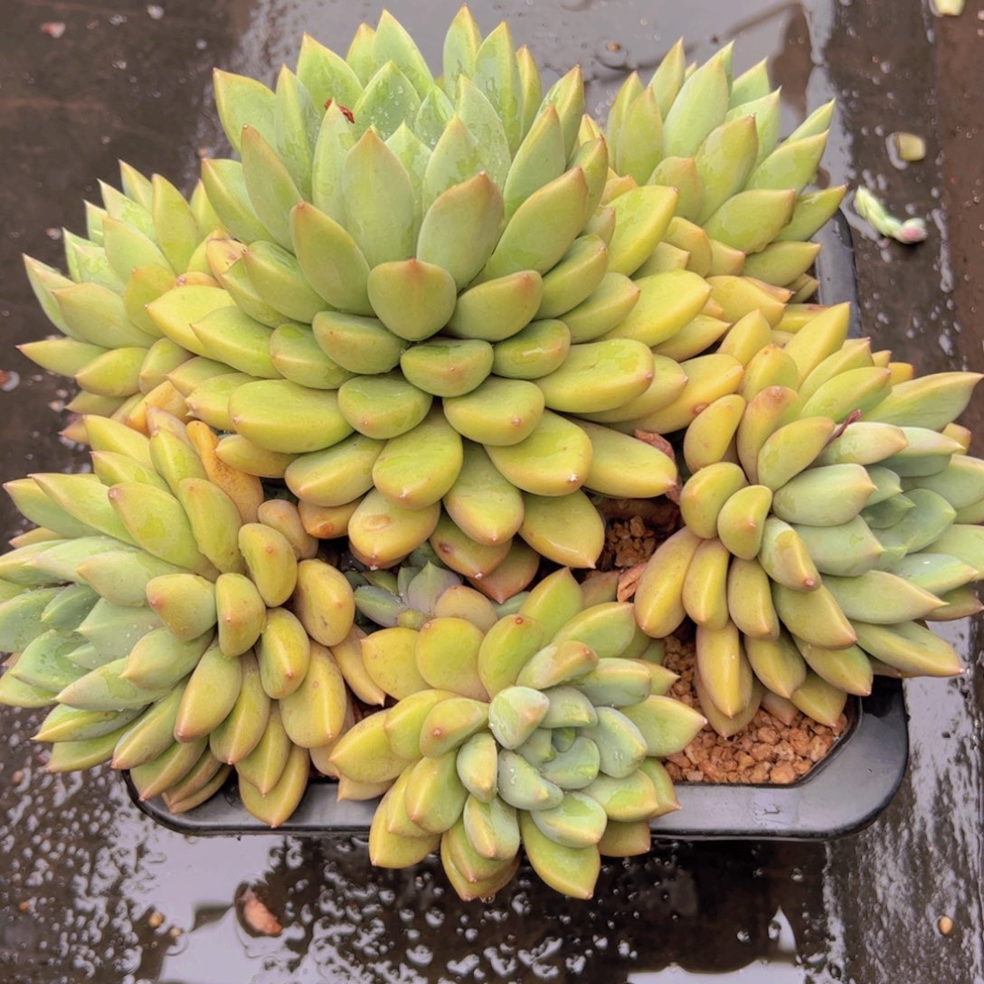 李*人多肉植物保护研究所