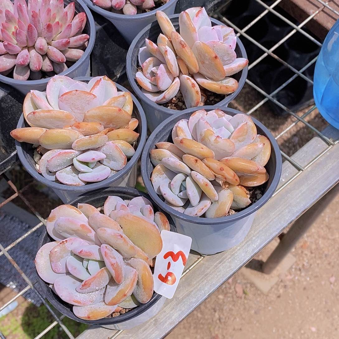 6-3- 福利奶茶一颗 量拍