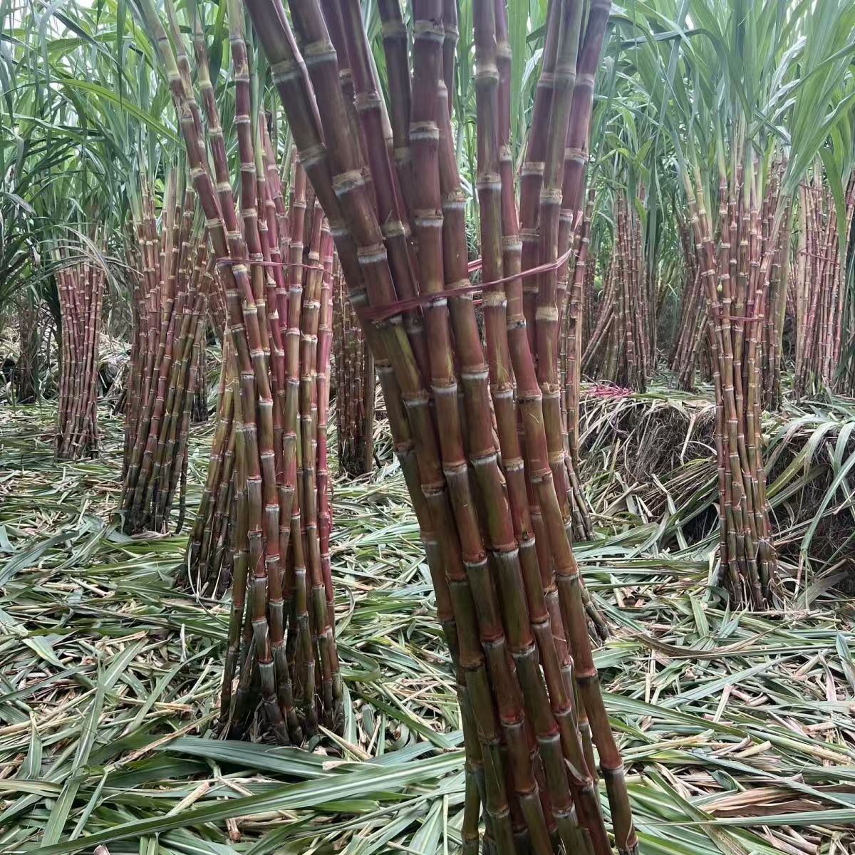 云南咪湖红皮甘蔗当季新鲜现砍现发薄皮肉厚水果清甜爽口甜而不腻