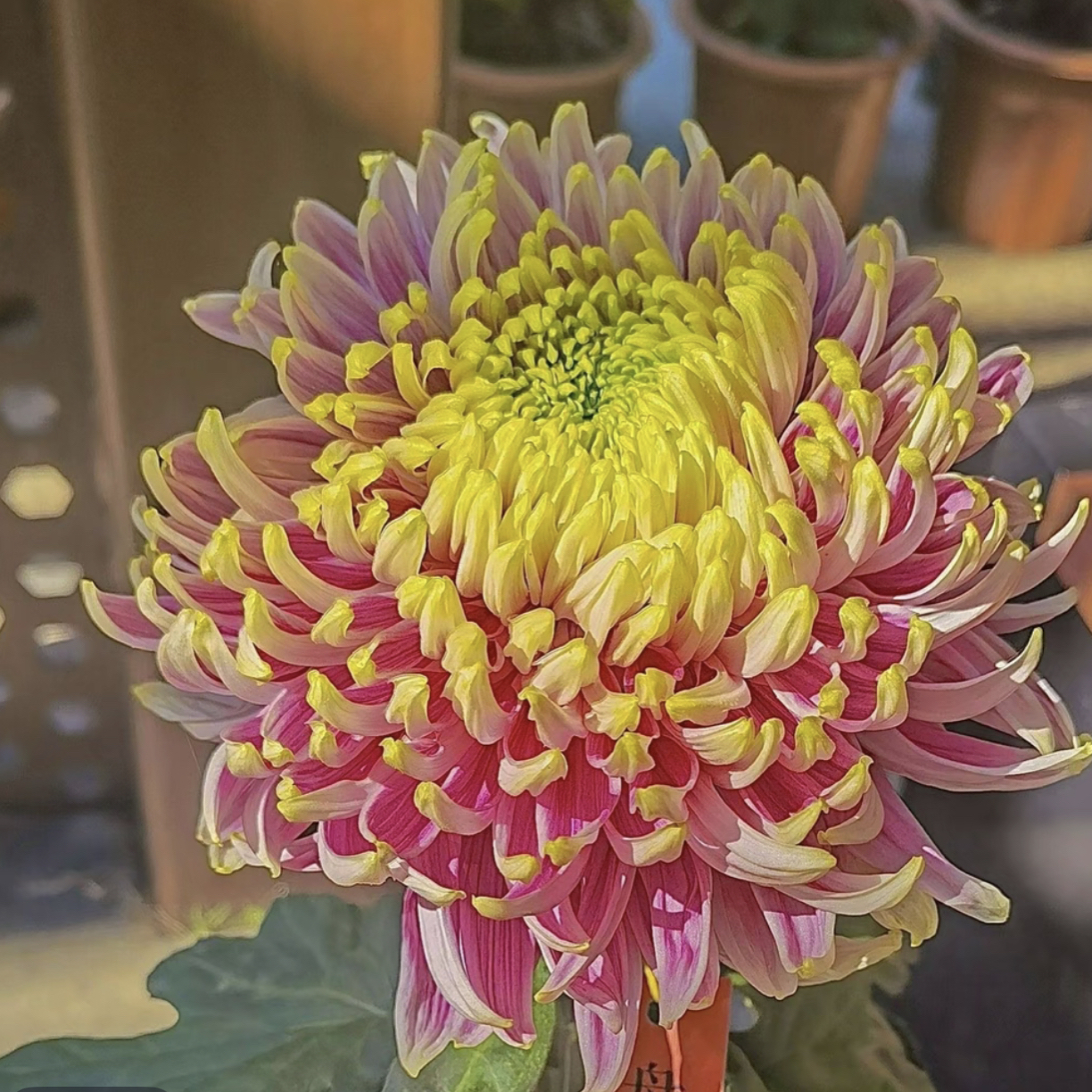 九月菊【盘龙木兰】大花富贵菊，盆栽绿植室内好养活
