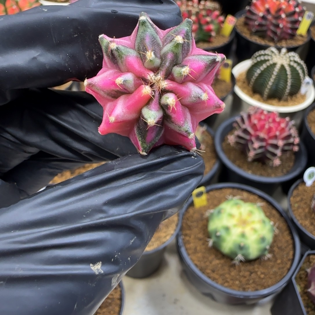 开***塔泰系名品侧芽五月