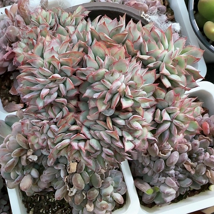 青蛙王子儿童牙膏好。111