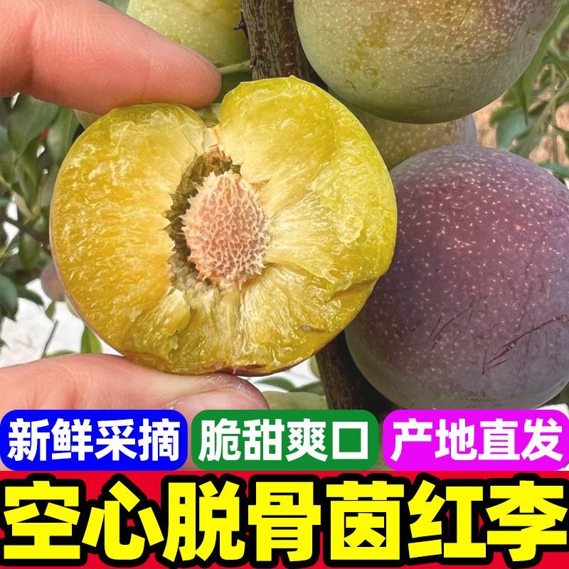 【开园福利】正宗四川脱骨李  半边红李子 当季新鲜水果新鲜采摘