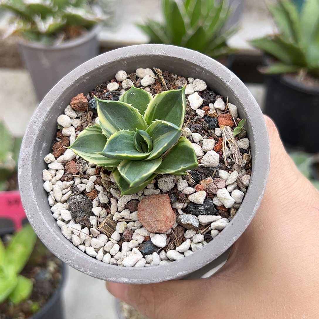 小精灵一物一拍偏远不包邮不退不换