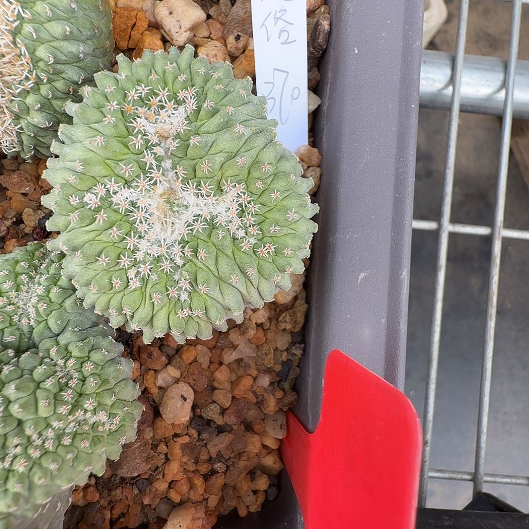 一***字菊水缀化1颗花花花花花