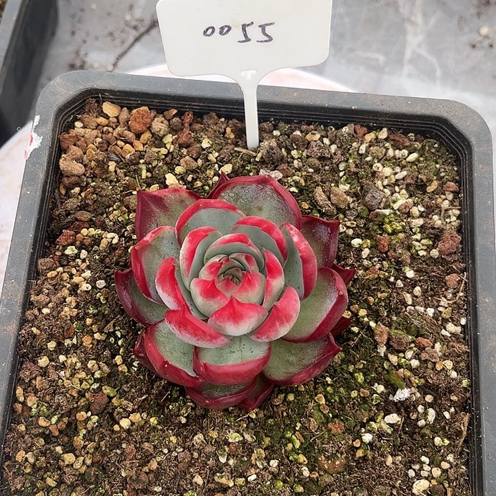 惊鸿仙子多肉植物55