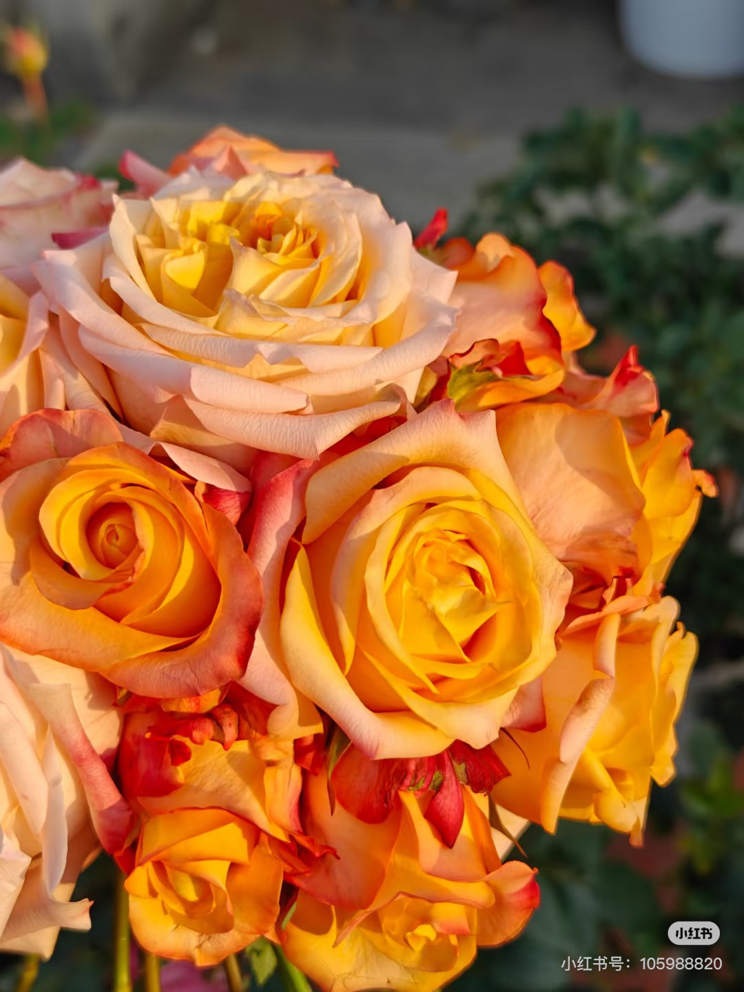 （油画蒙娜丽莎）高杯切花月季玫瑰盆栽耐寒耐热植物淡香花卉绿植