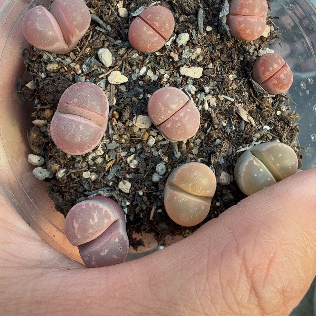 是的哦亲爱呢你681这个