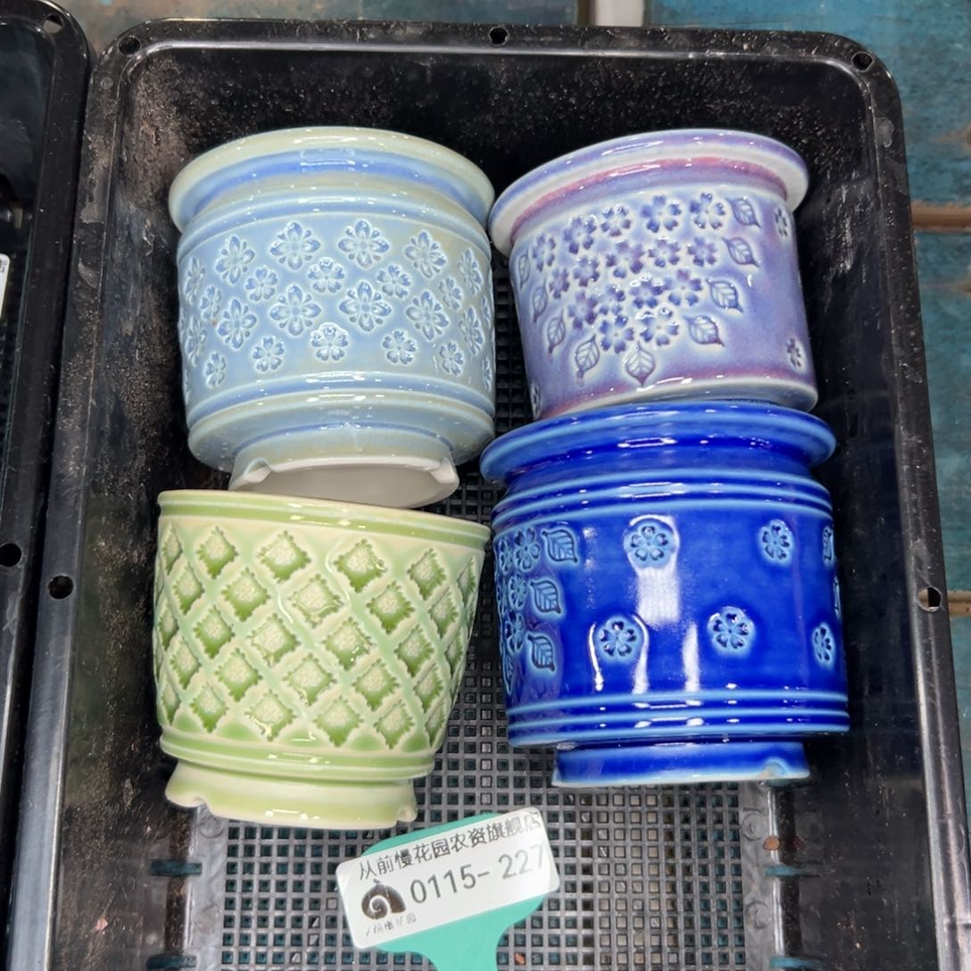 多肉精选编号0115.227