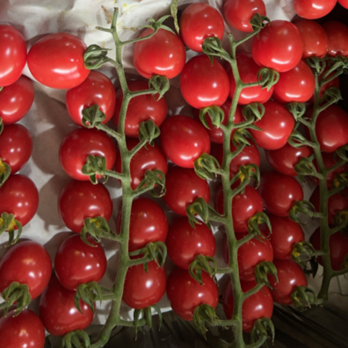 【猴瘦瘦农场】樱桃番茄 2 斤➕荷兰黄瓜 2 斤小组合