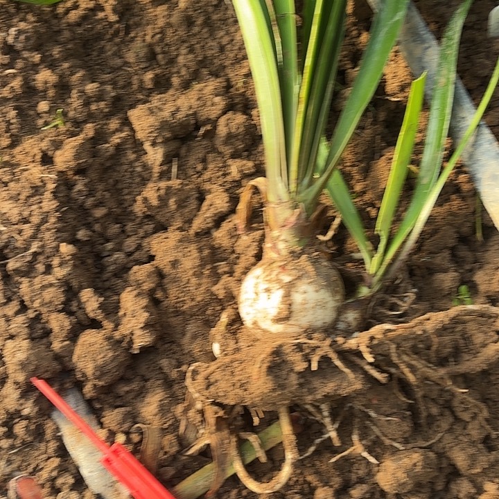 完全开放尼罗河女儿6厘米左右2侧芽