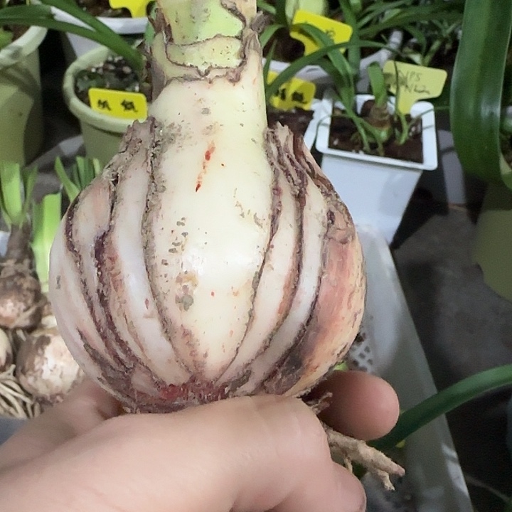 皮蛋6.8cm裂球、裸球发货