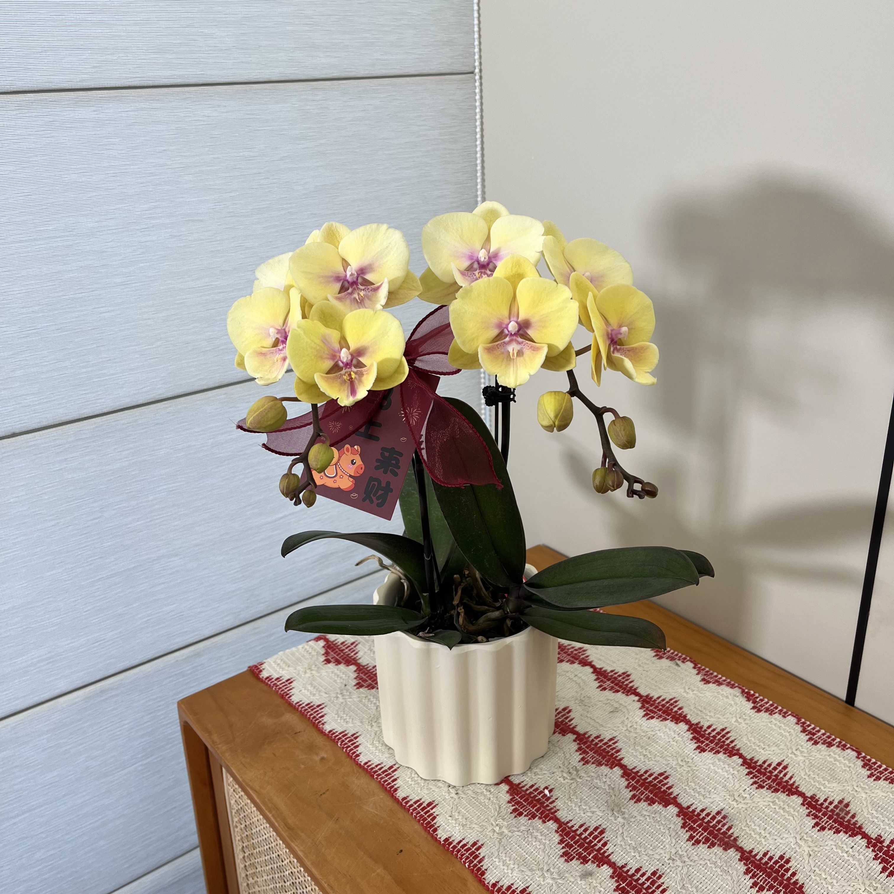 【土豆】治愈系黄色大花舌蝴蝶兰 室内餐桌花卉绿植 源头基地