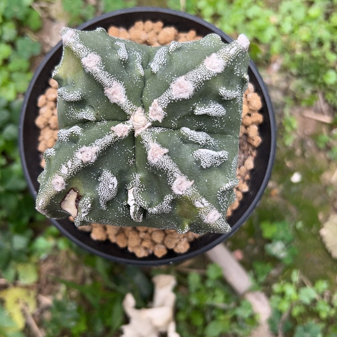 开***水实生鸾凤玉一物一拍