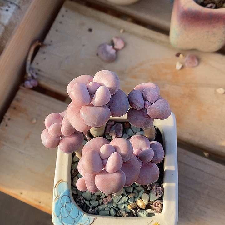 胭脂精品多肉挑蛋003