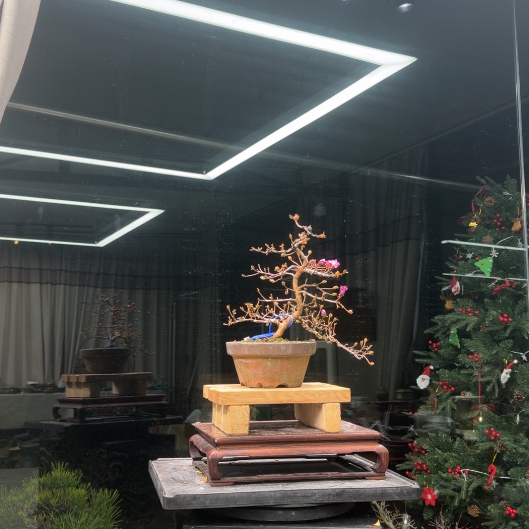 小***z无花朵花卉苗木花卉6028