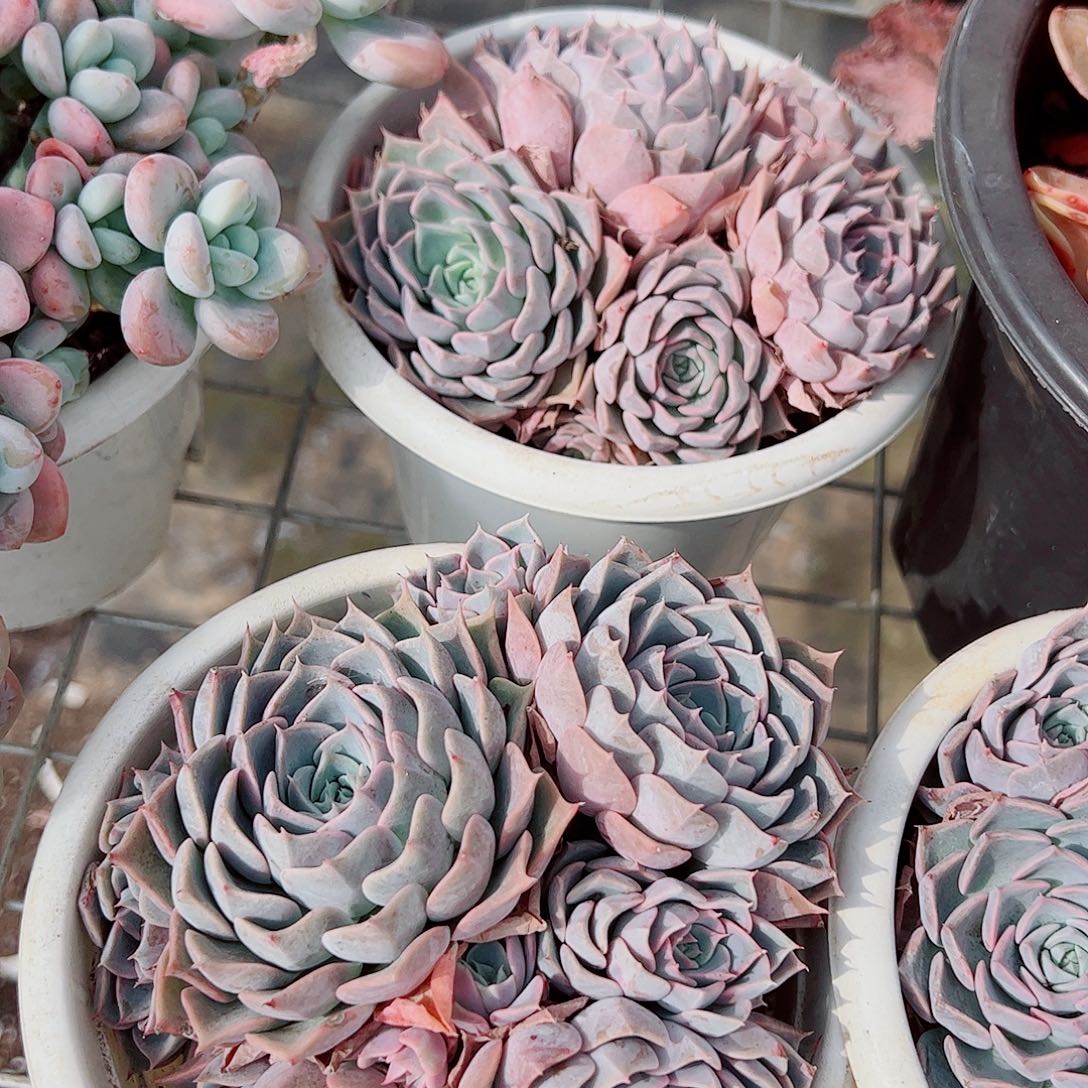 欧版海琳娜多头群生精品