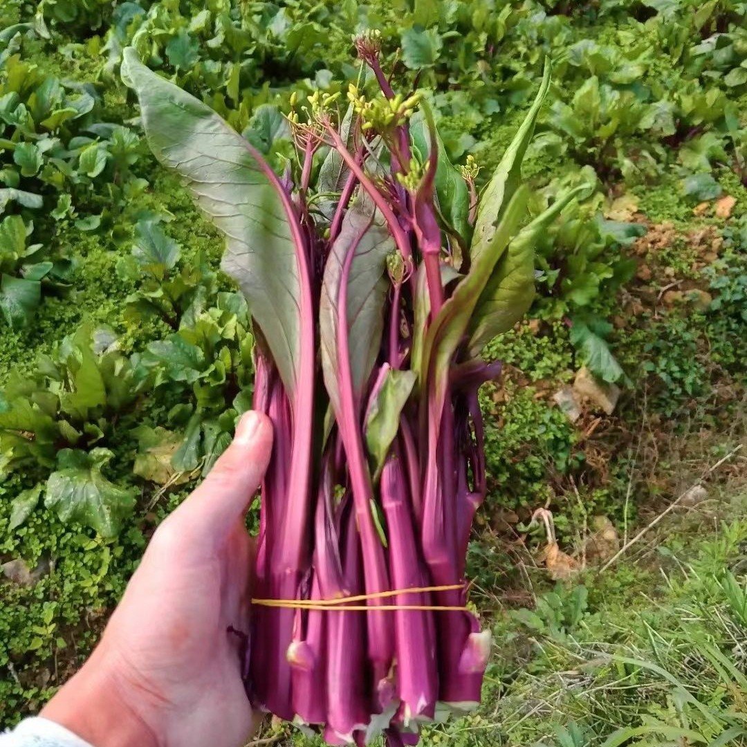 湖南新鲜白菜苔红菜苔现摘现发绿色应季蔬菜豌豆