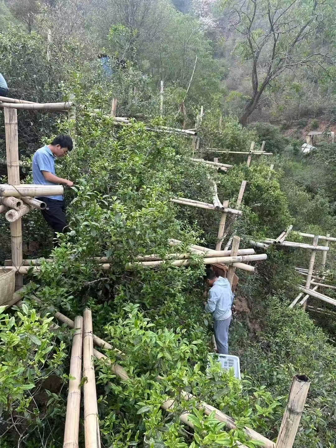 【顶货】2024年头春【冰岛老寨古树挑采】100g/罐