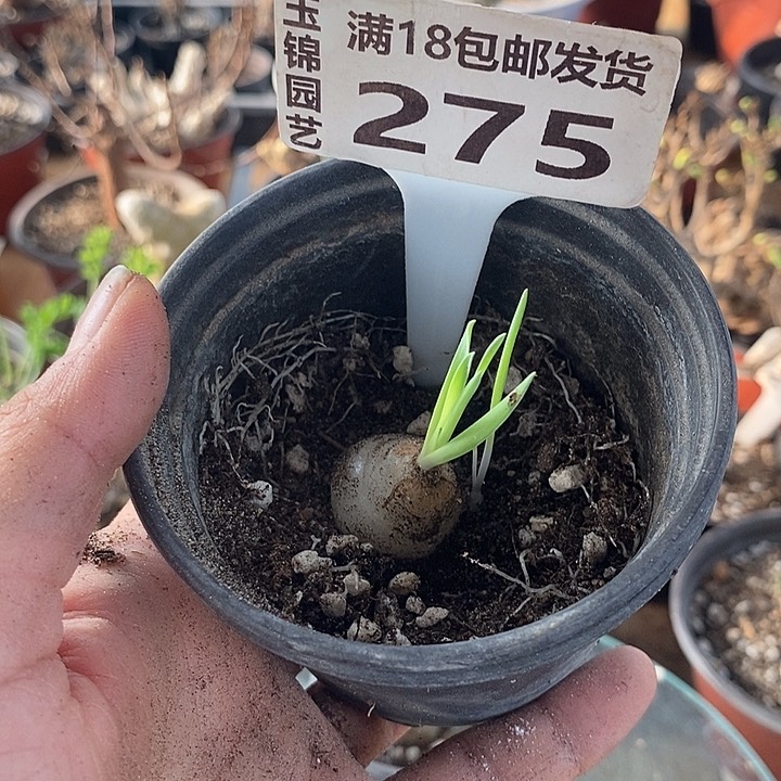 275贵妃弹簧草一一一一