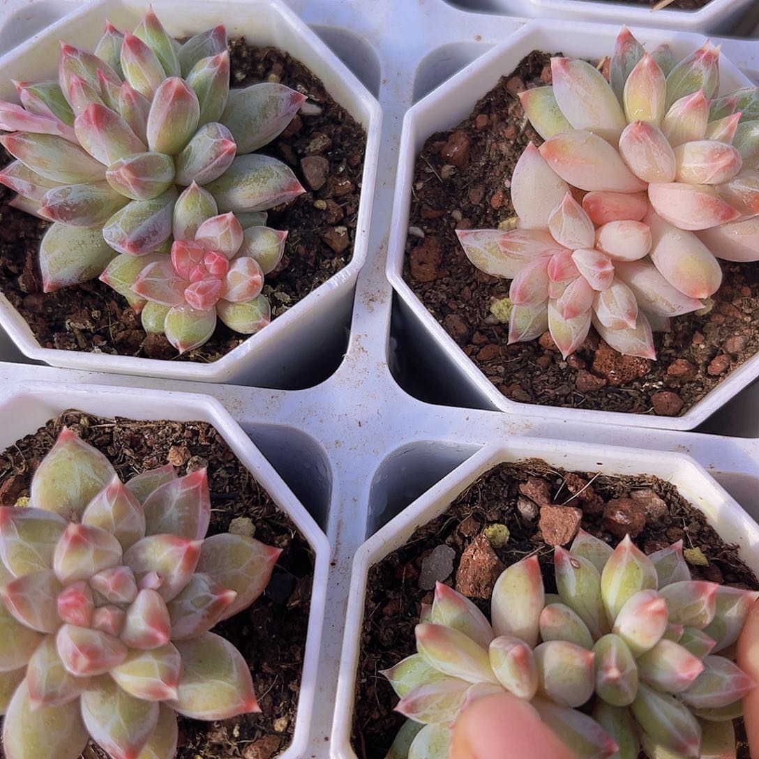 单头带崽幻影美人19包邮