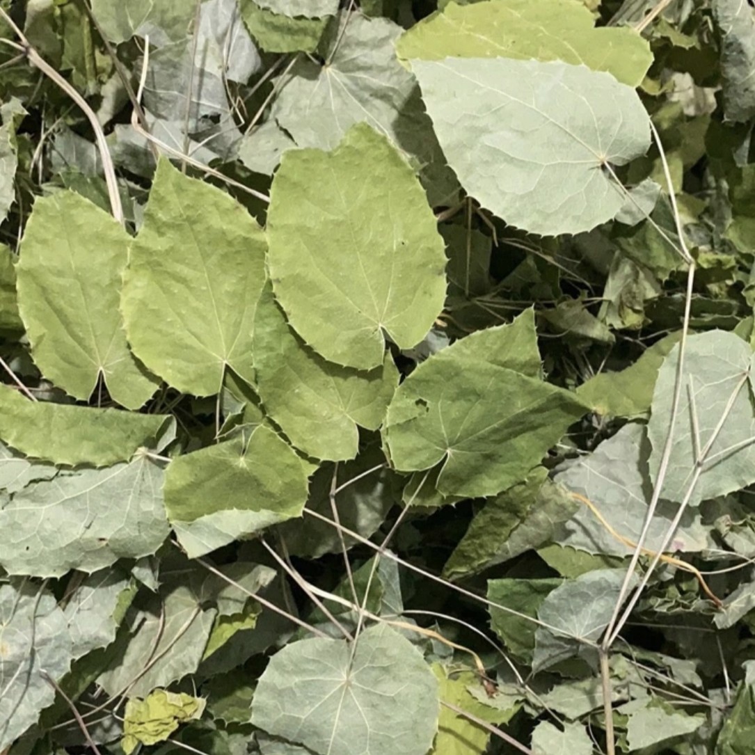 甘肃定西野生三支九叶草可搭配枸杞使用