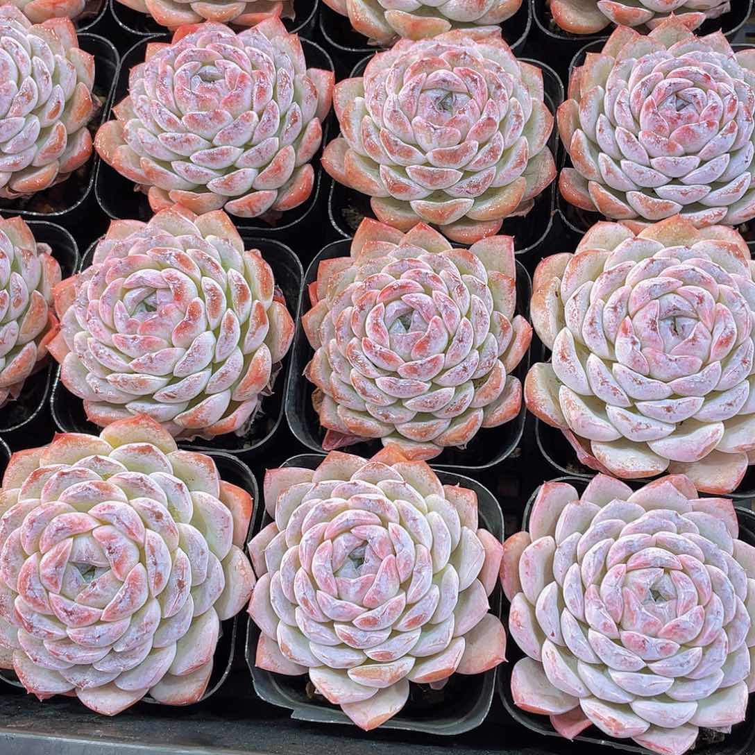 量拍36号 恩宠格瑞斯单头一个