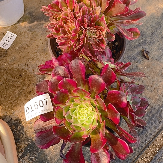 1507红袖天和多肉2颗