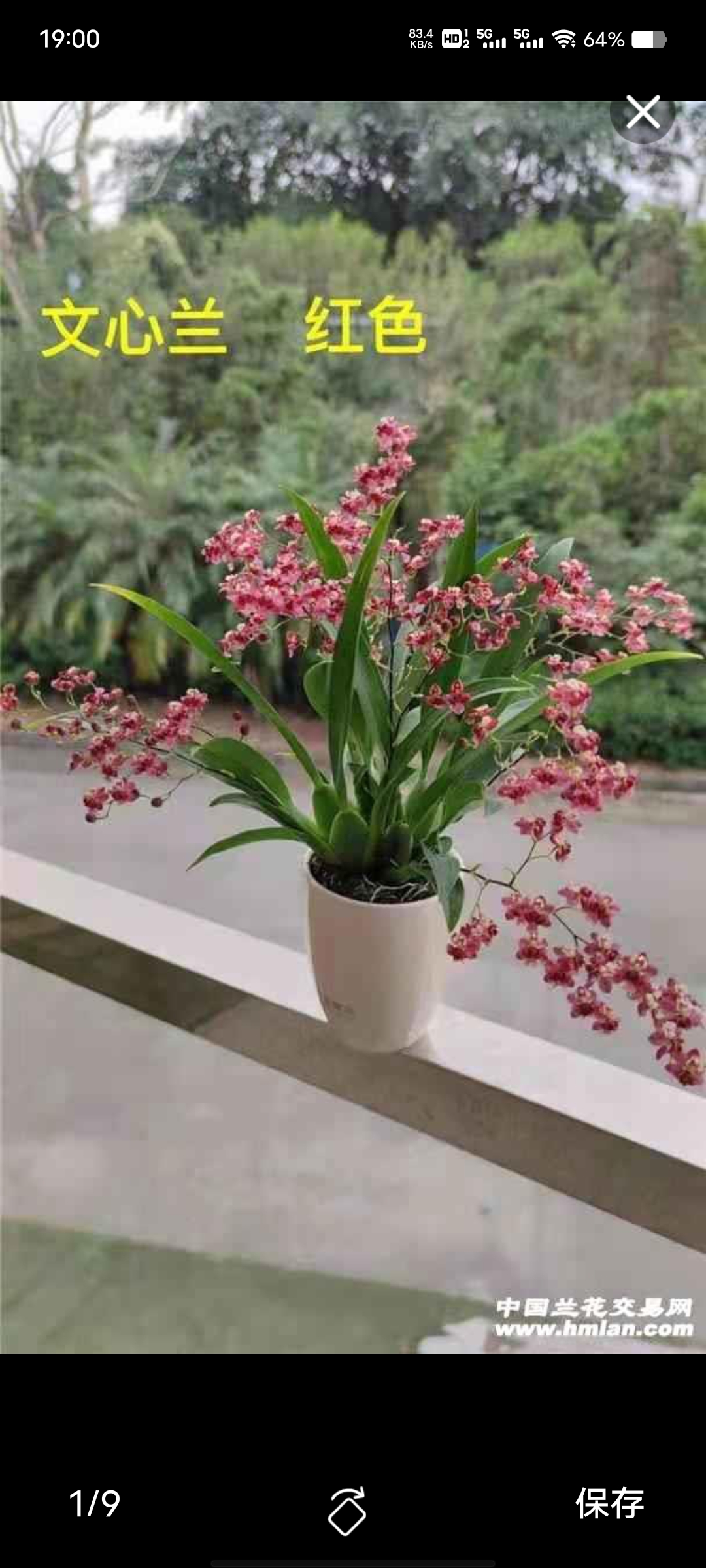 满堂红文心兰梦香花盆栽甜香四季兰花绿植室内小花