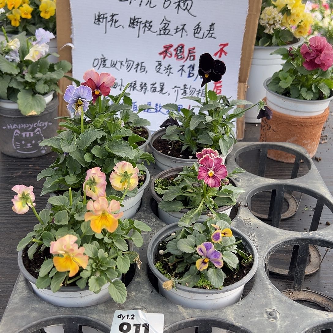 大部分花苞少量开放011号