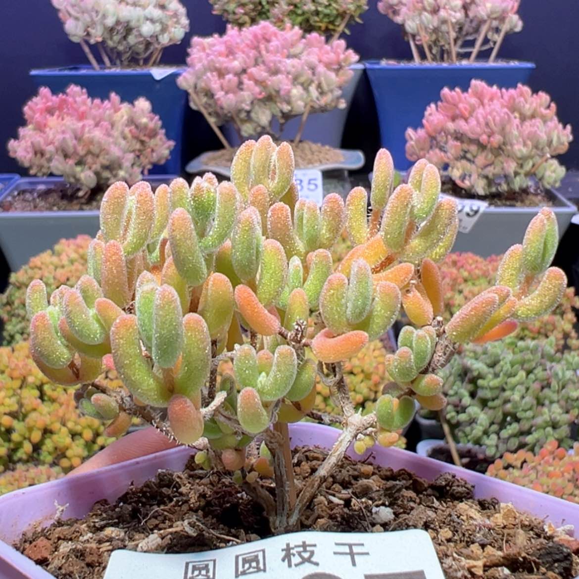 【闪购商品】d297直杆三叉琉璃黄锦枝干番杏