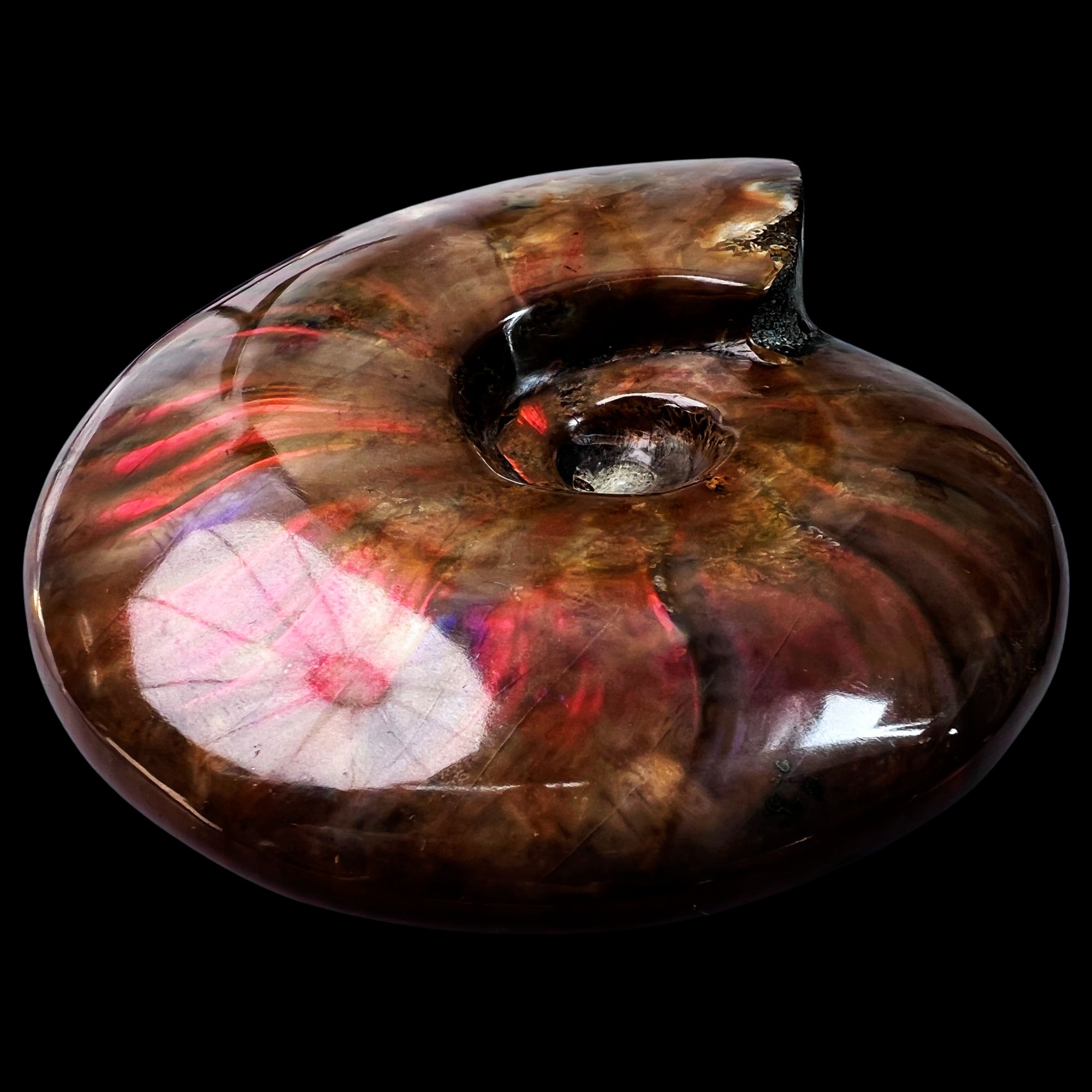 【 叶菊石（火凤凰-斑彩）】108.9mm 马达加斯加 古贝壳 E36