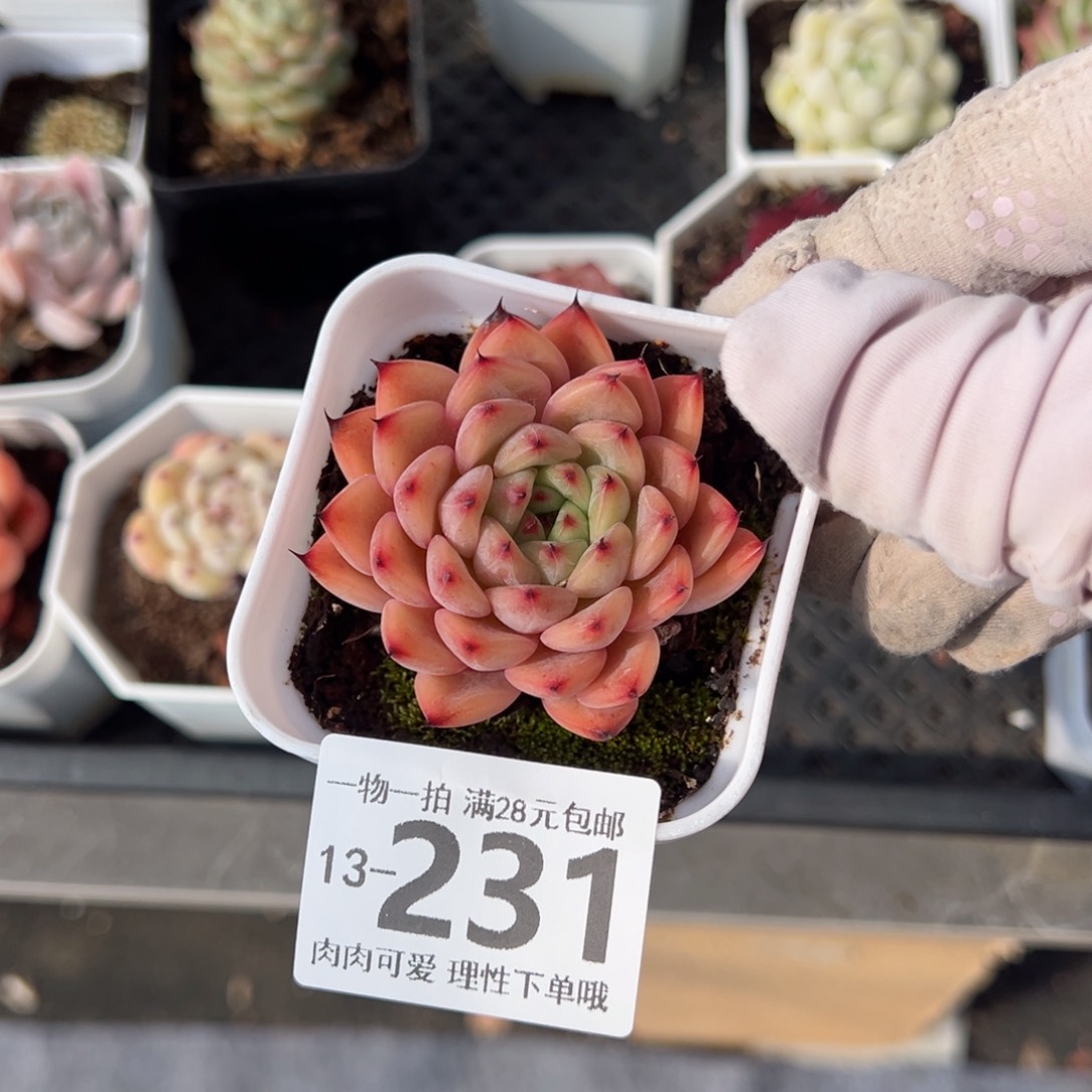 星空珍妮多肉多肉多肉多肉